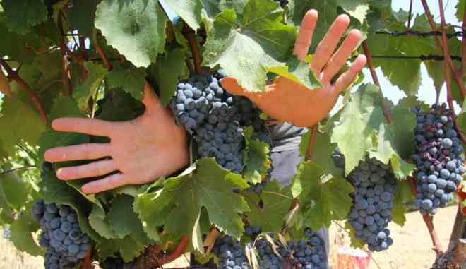Сбор урожая винограда Брависсимо