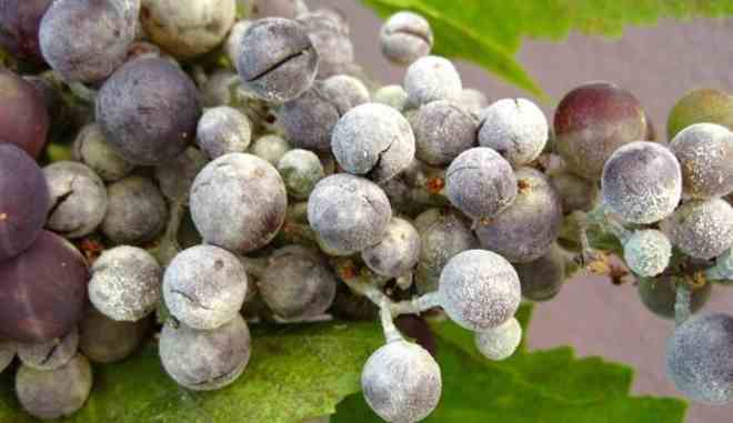 Вредители винограда 