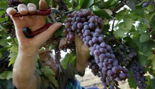 Сбор и хранение плодов винограда Яся