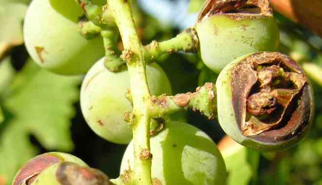 Заболевания винограда Паланга