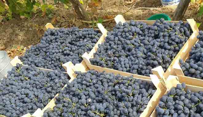 Сбор и хранение урожая винограда