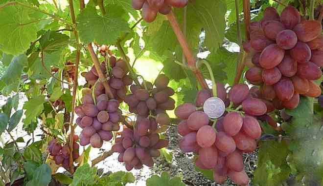Урожай винограда Богема