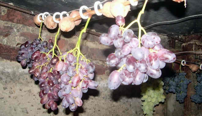 Хранение винограда Оскар