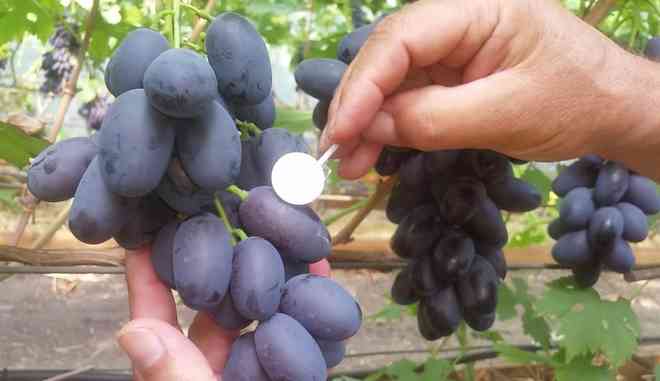 Сбор урожая винограда Алвика