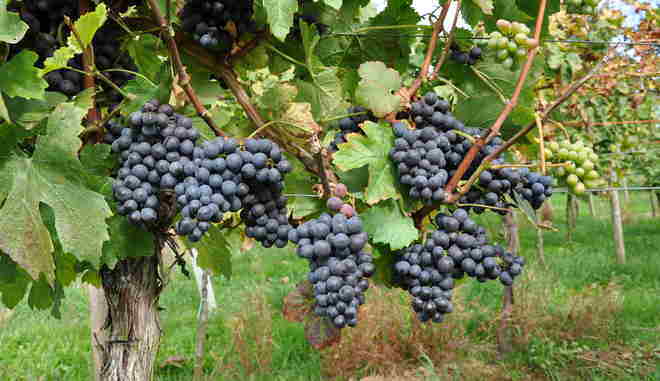Сбор винограда Пинотаж