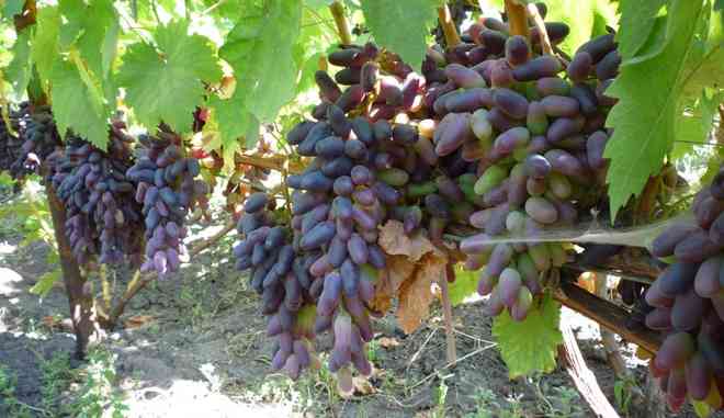 Урожай винограда Сувенир