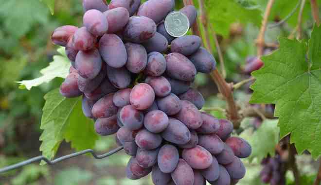 Урожай винограда Эталон