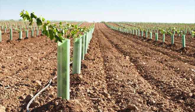 Виноградная плантация Регент