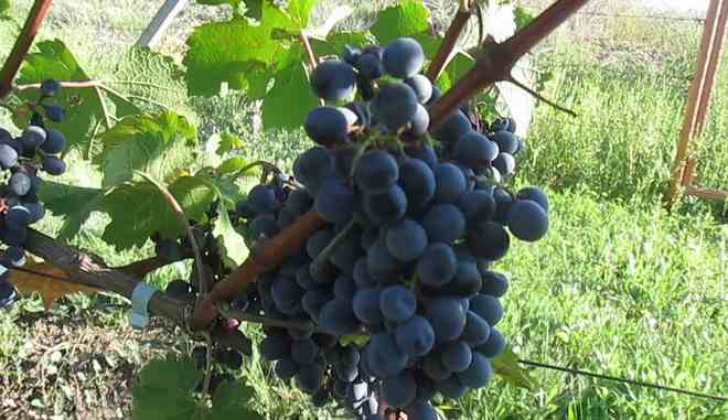 Урожай винограда Марселан