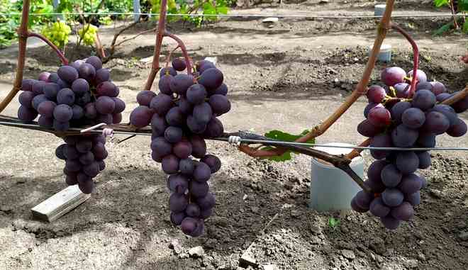 Урожай винограда Клубничный