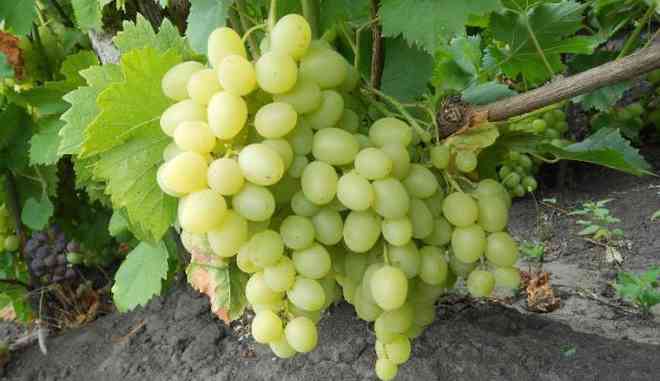 Сбор винограда Надежда Аксайская