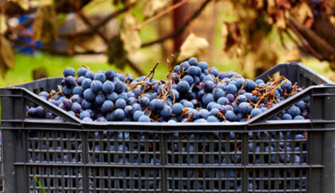 Сбор и хранение винограда Регент