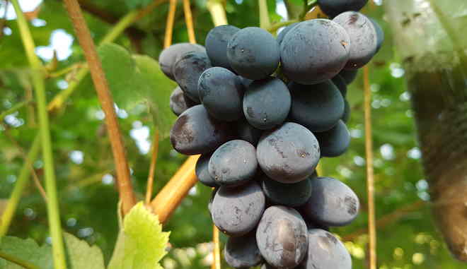 Виноград Ютал: описание сорта, выращивание, фото, видео, отзывы