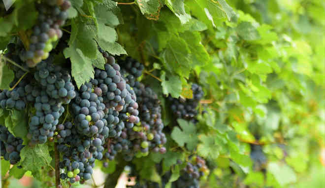 Урожай винограда Каберне Кортис