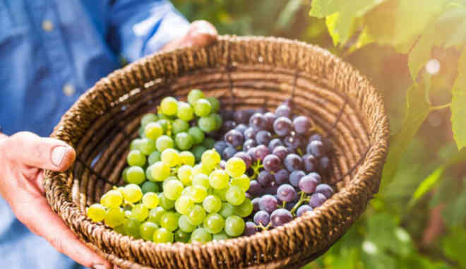 Урожай винограда