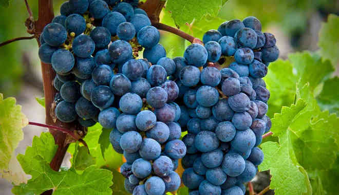 Виноград Каберне Совиньон: описание сорта, выращивание, фото, видео, отзывы