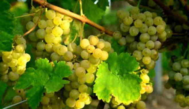 Урожай винограда Белый Жемчуг