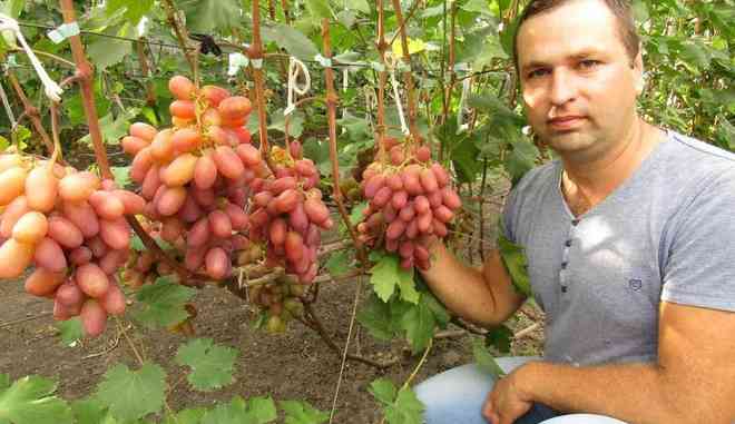 Урожай винограда Розовый супер