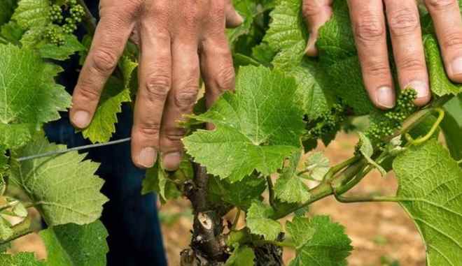 Способы ухода за виноградом