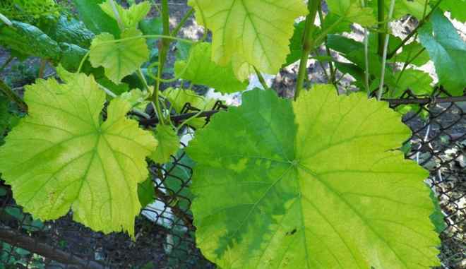 Основные болезни винограда
