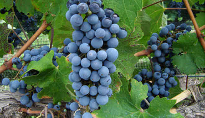 Урожай винограда Северный Сладкий