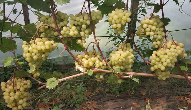 Урожай винограда Мускат Медовый