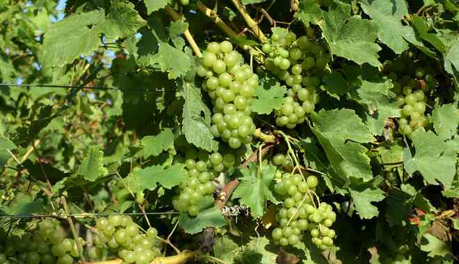 Урожай винограда Шасла Гайлюнаса