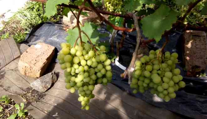 Урожай винограда Памяти Шатилова