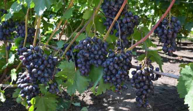 Урожай винограда Черный Хрусталь