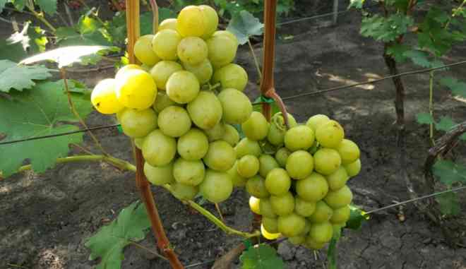 Урожай винограда Хелена