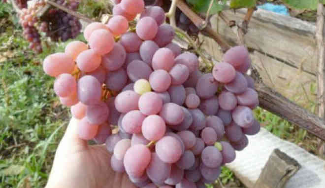 Урожай винограда Краски осени