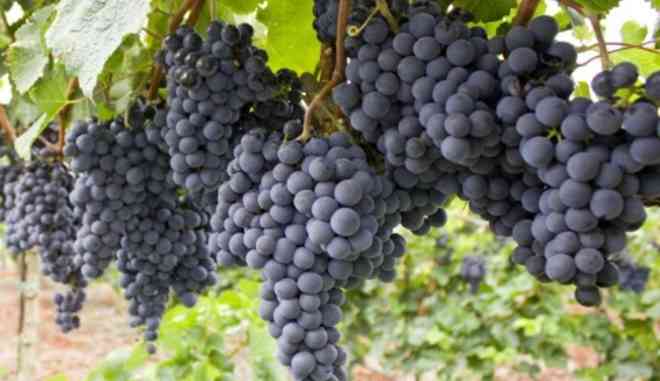 Урожай винограда Первенец Амура