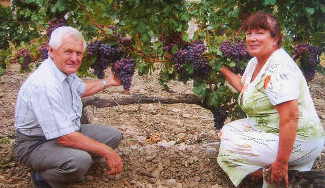 Урожай винограда Шоколадный
