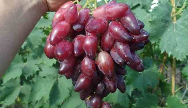 Урожай винограда Перцовый красный