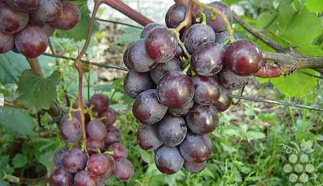 Урожай винограда Тюльпан