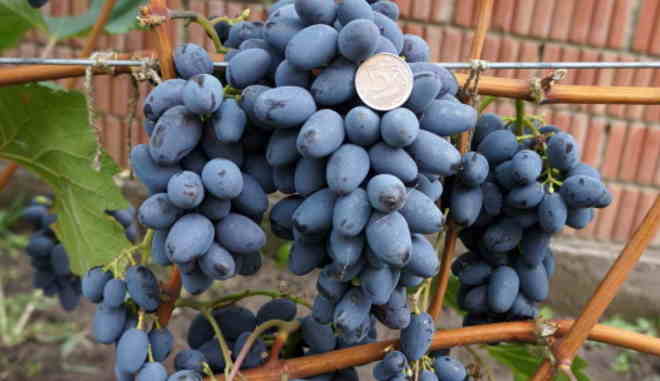 Виноград Юпитер: описание сорта, выращивание, фото, видео, отзывы