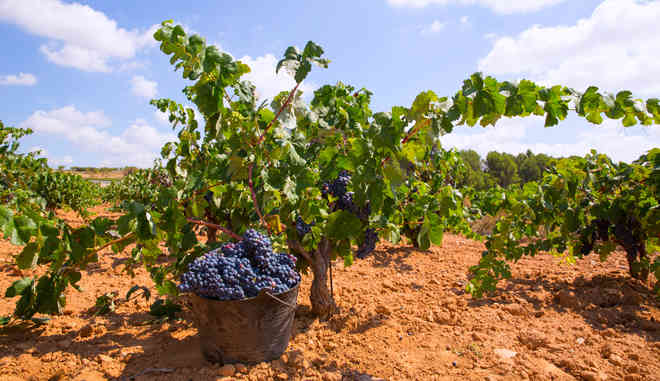 Урожай винограда Бобаль