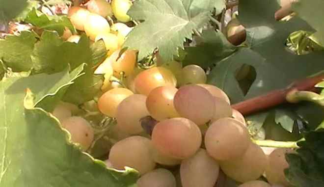 Урожай винограда Азалия
