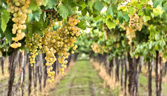 Урожай винограда Вионье