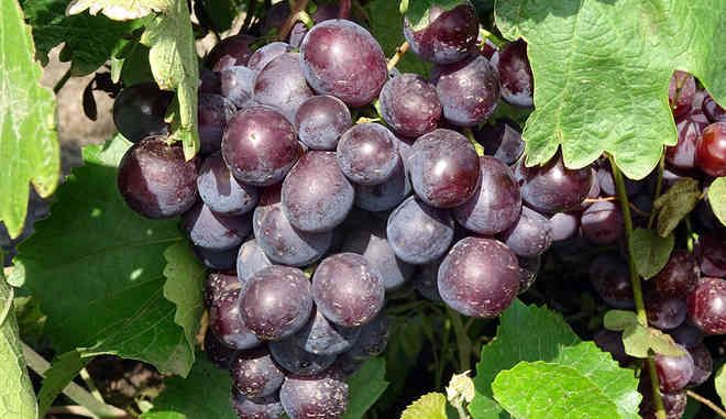 Виноград Тюльпан