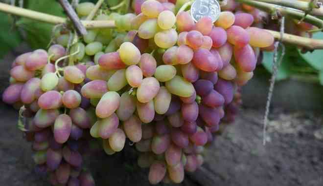 Виноград Арочный: описание сорта, выращивание, фото, видео, отзывы