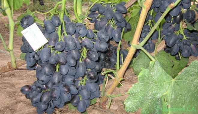 Урожай винограда Ришелье