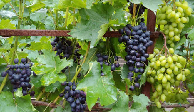 Урожай винограда Мускат Блау