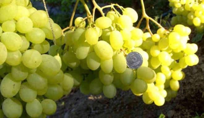 Урожай винограда Афродита