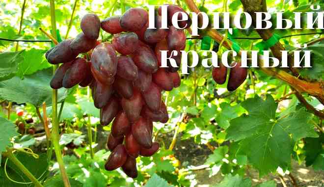 Виноград Перцовый красный