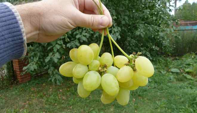 Сбор винограда Божий дар