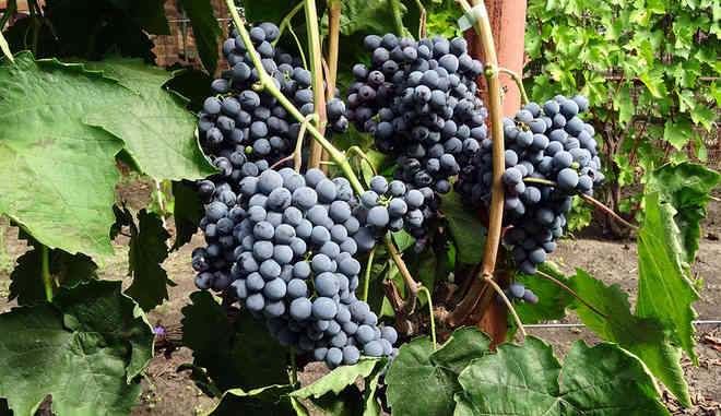Урожай винограда Кишмиш черный