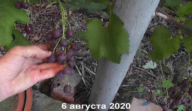 Урожай винограда Днепровская Красавица