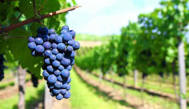 Виноград Мукузани описание сорта, фото, отзывы и выращивание