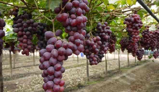 Урожай винограда Ред Глоб